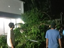 Hujan Angin Lagi di Klaten, Pohon Timpa Rumah-Atap Beterbangan