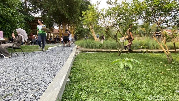 Pengalaman ngopi disamping pohon kopi