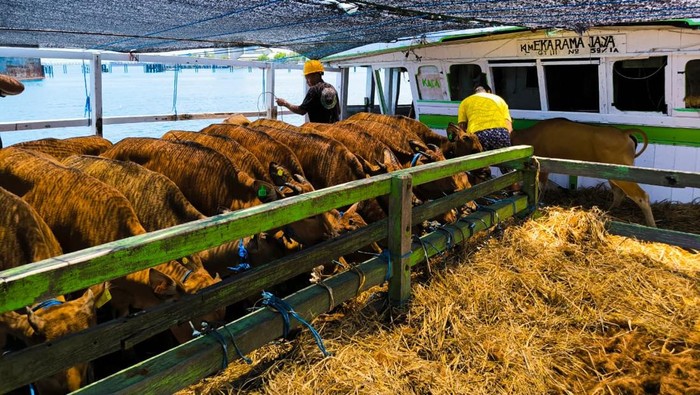 Sebanyak 278 ekor sapi bibit dikirim menuju Kutai Kartanegara, Kalimantan Timur, menggunakan kapal KLM Eka Rama Jaya yang bersandar di Dermaga 3, Minggu (12/10/2025).
