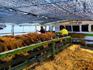 278 Sapi Bibit Asal Bali Dikirim ke Kaltim Lewat Pelabuhan Celukan Bawang