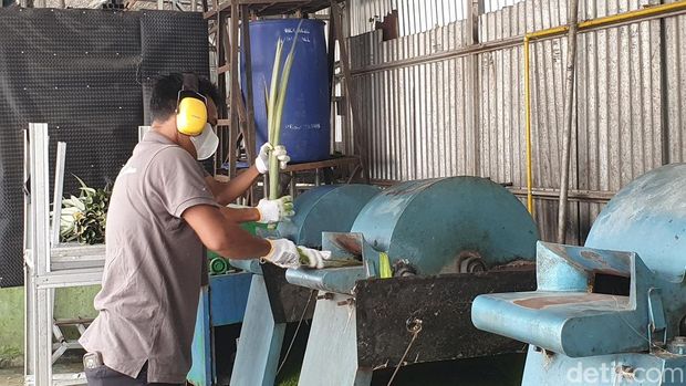 Pengolahan serat daun nanas di Koperasi Miwa Pineapple.
