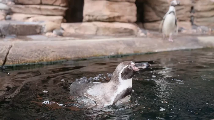 Pengunin humboldt merupakan tipe penguin temperate yang bisa hidup di cuaca yang lebih panas