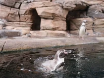 Mengintip Uniknya Penguin yang Hidup Tanpa Cuaca Dingin