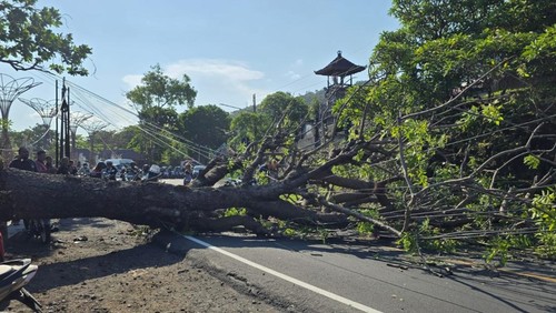 Pohon tumbang tutup jalur perbatasan Karangasem-Klungkung yang menyebabkan kemacetan panjang, Senin (13/10/2025).