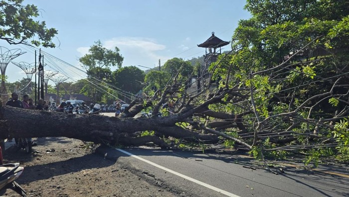 Pohon tumbang tutup jalur perbatasan Karangasem-Klungkung yang menyebabkan kemacetan panjang, Senin (13/10/2025).