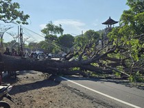 Pohon Tumbang di Perbatasan Karangasem-Klungkung, Lalu Lintas Macet 2 Km