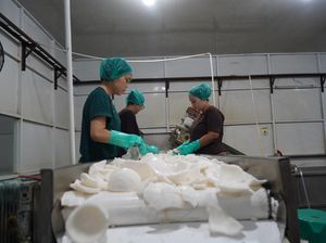 543 Ribu Kg Santan Kelapa Asal Sumsel Diterbangkan ke China dan Hongkong