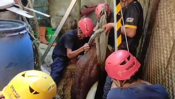 Tim Damkar Kulon Progo saat mengevakuasi anakan sapi yang terjatuh ke dasar sumur di Pengasih, Kulon Progo, Senin (13/10/2025).