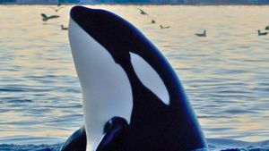 Video: Menyelamatkan Satwa Laut dengan Bantuan AI Video: Menyelamatkan Satwa Laut dengan Bantuan AI