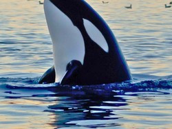 Video: Menyelamatkan Satwa Laut dengan Bantuan AI