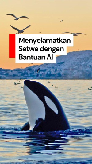 Video: Menyelamatkan Satwa Laut dengan Bantuan AI