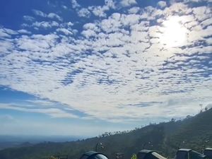 Kebun Teh Jamus Ngawi, Pesona Hijau di Lereng Gunung Lawu