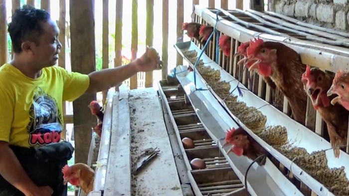 Ayam petelur yang dipelihara masyarakat Ponorogo