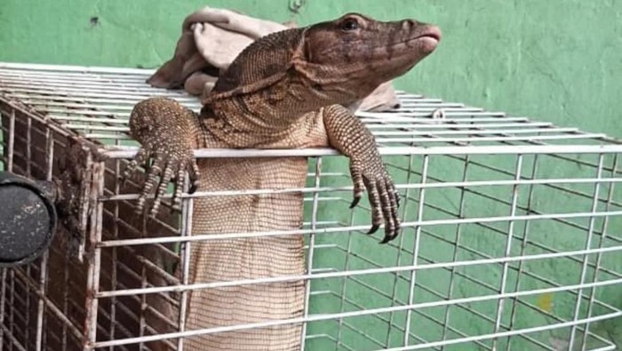 Biawak nyangkut di kandang kucing milik warga di Depok.