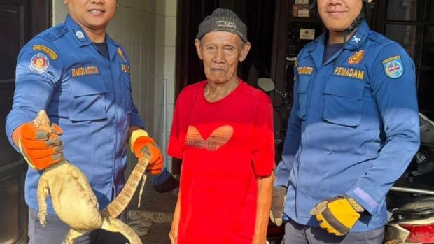 Biawak nyangkut di kandang kucing milik warga di Depok.