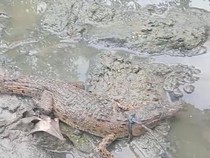 Viral Sekdes Soliu Tangkap Buaya di Muara Air Inggris Kupang