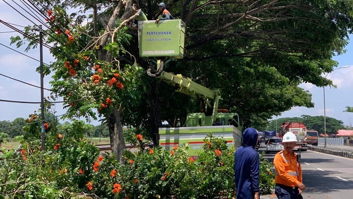Dinas Lingkungan Hidup Kabupaten Lamongan melakukan pemangkasan pohon besar