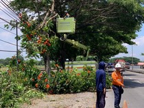 Antisipasi Cuaca Ekstrem, Pemkab Lamongan Rutin Pangkas Pohon Rawan Tumbang