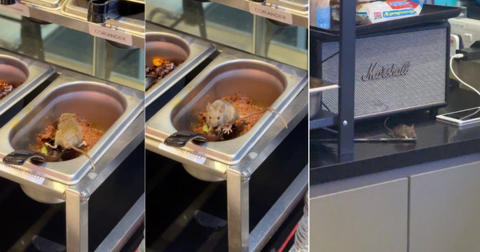 Duh! Tikus Ini Asyik 'Berenang' di Wadah Saus, Restoran Langsung Ditutup: Apakah Tempat Favoritmu Aman?
