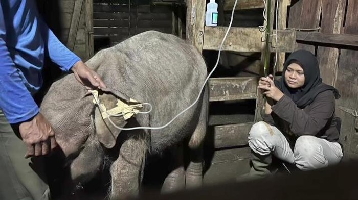 Gajah Panton saat masih dirawat. (Foto: screenshot video BKSDA Aceh)