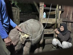 Setahun Dirawat Usai Terseret Arus Sungai, Anak Gajah Liar di Aceh Mati