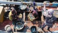 KNTI menilai, pembentukan “Bulog Ikan” atau lembaga penyangga harga khusus komoditas perikanan dapat menjadi solusi konkret untuk menjaga kestabilan harga di tingkat nelayan dan konsumen. Selain itu, lembaga ini diharapkan bisa berperan dalam penyimpanan hasil laut, pengolahan pascapanen, hingga distribusi ke pasar yang lebih luas. ANTARA FOTO/Budi Candra Setya