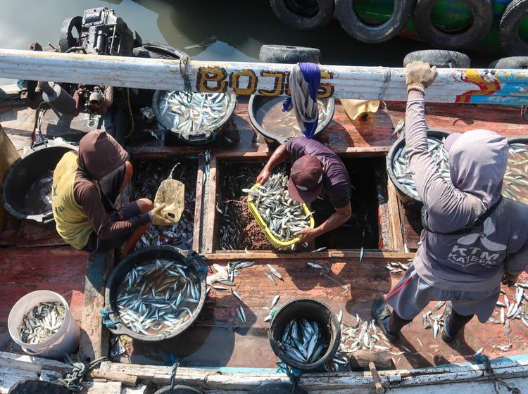 Harga Ikan Tak Menentu, Nelayan Desak Pemerintah Bentuk Bulog Ikan