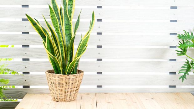 Snake plant, Dracaena trifasciata, Devil Tongue (Sansevieria trifasciata) in clay pot on white pattern wall background, wooden table. Small evergreen houseplant for modern home decor interior design