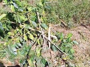 Ribuan Pohon Kopi PTPN di Ijen Ditebang OTK, Kerugian Ratusan Juta
