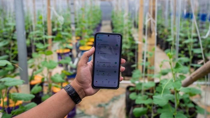 Potret Pertanian Terpadu Ubah Pekarangan Jadi Lumbung Pangan Petani melakukan pengecekan penyiraman tanaman melon melalui gawainya di Umah Tani Agriculture, Kota Serang, Banten, Senin (13/10/2025). Warga setempat mengembangkan program sistem pertanian terpadu atau integrated farming system meliputi pengolahan pupuk dari kotoran ikan nila yang terintegrasi dengan budi daya tanaman cabai, melon, kangkung dan pakcoy dengan memanfaatkan lahan pekarangan rumah serta menjadi produsen kebutuhan sayur maupun ikan bagi hotel maupun restoran di kawasan tersebut. ANTARA FOTO/Muhammad Bagus Khoirunas/nz