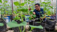 Warga setempat mengembangkan program sistem pertanian terpadu atau integrated farming system meliputi pengolahan pupuk dari kotoran ikan nila yang terintegrasi dengan budi daya tanaman cabai, melon, kangkung dan pakcoy dengan memanfaatkan lahan pekarangan rumah. ANTARA FOTO/Muhammad Bagus Khoirunas