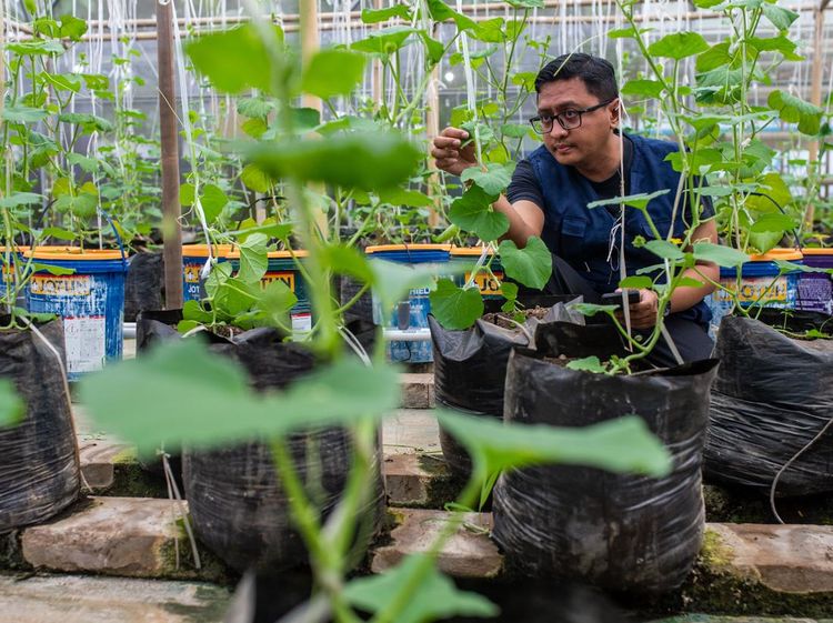 Potret Pertanian Terpadu Ubah Pekarangan Jadi Lumbung Pangan
