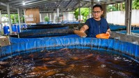 Petani memberi pakan bagi ikan nila. Hasil panen digunakan untuk memasok kebutuhan sayur dan ikan ke hotel serta restoran setempat. ANTARA FOTO/Muhammad Bagus Khoirunas