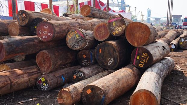 Satgas PKH membongkar kasus illegal logging di Hutan Sipora, Mentawai. Sebanyak 4.610 meter kubik kayu meranti disita. Kasus ini merugikan negara Rp 239 miliar. (dok Istimewa)