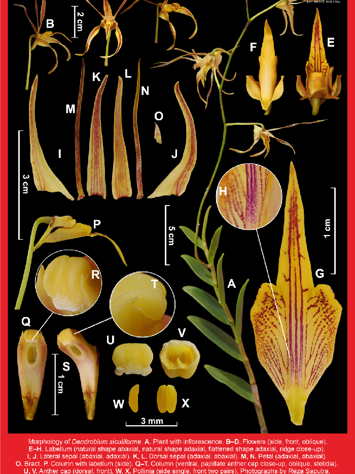 spesies anggrek baru Dendrobium siculiforme