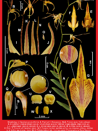 spesies anggrek baru Dendrobium siculiforme