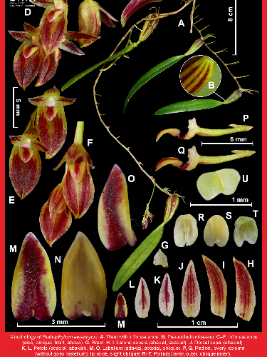 spesies nggrek baru Bulbophyllum ewamiyiuu