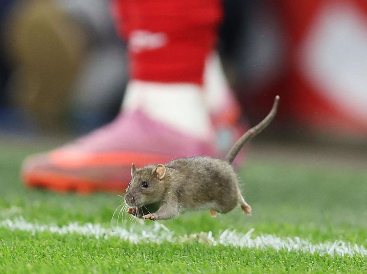 Tikus Ganggu Wales Vs Belgia, Courtois pun Tak Bisa Menangkapnya