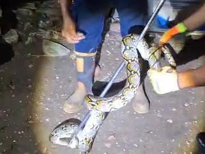 Evakuasi ular sanca yang memangsa ayam di Kalidadap, Gari, Wonosari, Gunungkidul, Selasa (14/10/2025) malam.