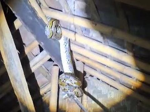 Evakuasi ular sanca yang memangsa ayam di Kalidadap, Gari, Wonosari, Gunungkidul, Selasa (14/10/2025) malam.