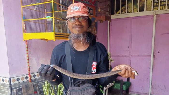 Kobra Jawa ditangkap di rumah warga Plosowangi, Klaten, Rabu (15/10/2025).