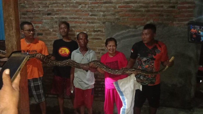 Tim Exalos Indonesia saat mengevakuasi ular piton sepanjang 3 meter di Desa Triyagan, Kecamatan Mojolaban, Kabupaten Sukoharjo, Rabu (15/10/2025).