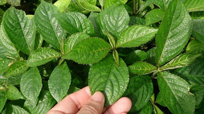 Cara Membuat Air Rebusan Daun Keji Beling, Banyak Manfaatnya untuk Tubuh!