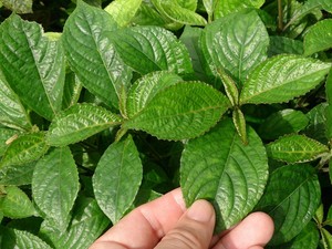 Cara Membuat Air Rebusan Daun Keji Beling, Banyak Manfaatnya untuk Tubuh!