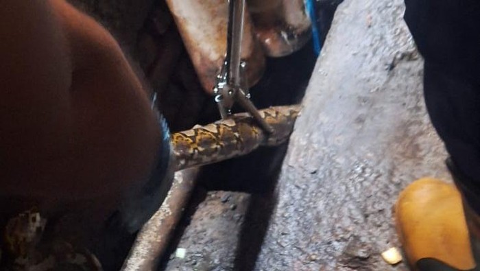 Proses evakuasi ular sanca yang dilakukan anggota pemadam kebakaran di Tegalyoso, Sitimulyo, Piyungan, Bantul, Rabu (15/10/2025).