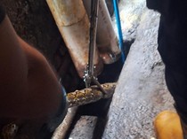 Ular Sanca Ngumpet di Pipa Paralon, Damkar Bantul Sentor Pakai Air 6 Ribu Liter