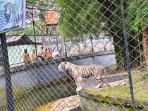 Harimau Bengala dan Singa Putih Afrika Jadi Penghuni Taman Rimba Jambi