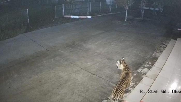 Harimau sumatra terekam kamera CCTV milik BRIN di Agam sejak Rabu (15/10/2025) dini hari. (ANTARA/BKSDA Sumbar)