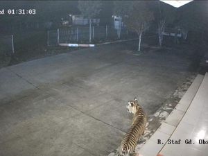Harimau Masuk ke Area BRIN Agam, Terjebak Dinding Beton