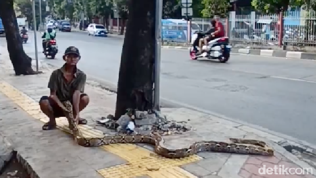 Seorang pria lansia bernama Subari (75) yang tinggal di Kramat Jati, Jakarta Timur, melakukan aksi tak biasa. Ia membentangkan ular piton peliharaanya di trotoar. Bukan tanpa sebab, Subari kesal lantaran banyak pemotor lewat trotoar saat macet. Begini kisah selengkapnya.